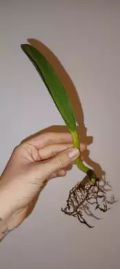 Philodendron crassinervium (řízek zakořeněný ve vodě) 2