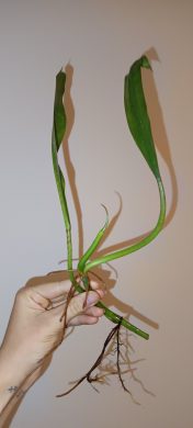 Philodendron crassinervium (řízek zakořeněný ve vodě) 3