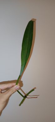 Philodendron crassinervium (řízek kořenící ve vodě) 4