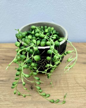 Senecio