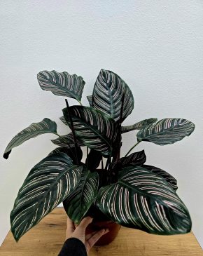 Calathea Sanderiana