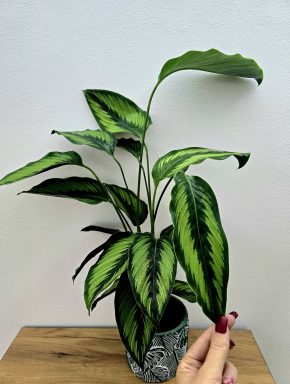 Calathea Pinstripe
