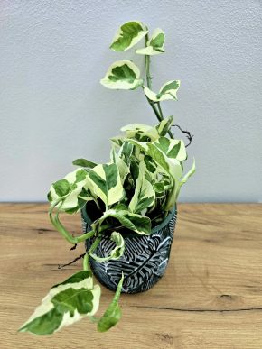 Epipremnum Njoy