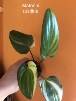 Drimiopsis variegata