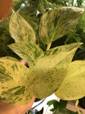 Epipremnum Marble Queen - rostlina .