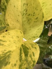 IMG_0681.jpeg