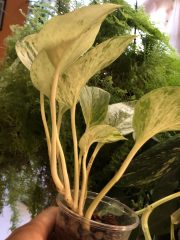 IMG_0679.jpeg