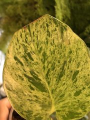 IMG_0682.jpeg