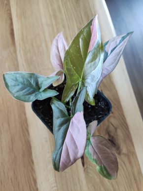 Syngonium Pink splash