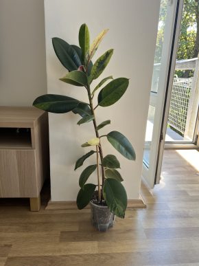 Ficus elastica Shivereana
