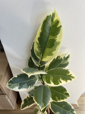 Ficus elastica Tineke