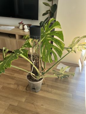 Monstera Thai Constellation