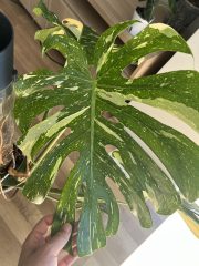 IMG_8685.jpeg
