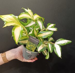 Dracaena surculosa "Milky Way"