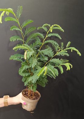 Tamarindus indica