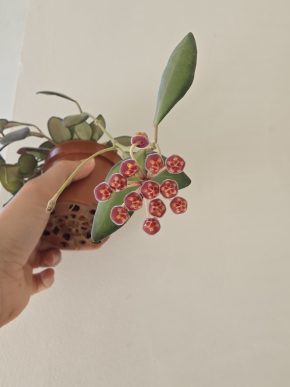 KVETOUCÍ Hoya sp. aff. burtoniae variegata (DS 70)
