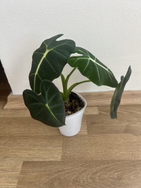 Alocasia Frydek