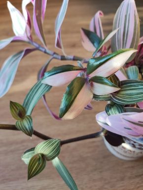 Voděnka pink dragon a albiflora rainbow, callisia gentlei