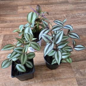 Tradescantia Zebrina,  menší trsy