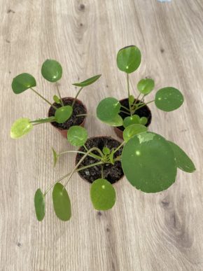 Pilea White Splash