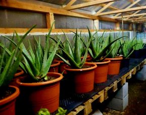Aloe Vera