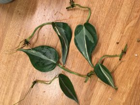 Filodendron Rio