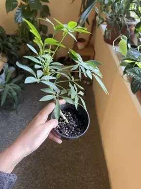 Scheflera “luisiana”