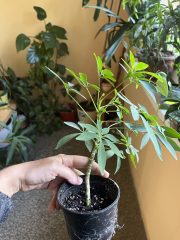 IMG_8500.jpeg