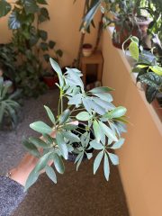 IMG_8501.jpeg