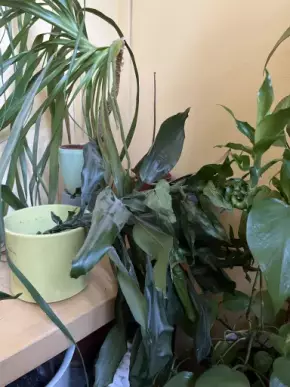 Jedinečná dracena fragrance