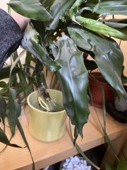 IMG_8497.jpeg