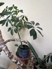 IMG_8498.jpeg