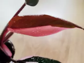 Philodendron Pink Princess