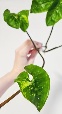 Syngonium Panda