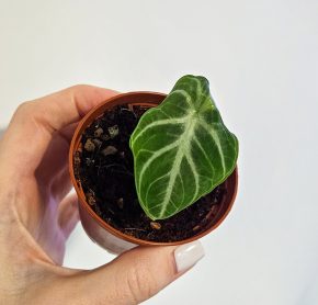 Alocasia Ninja