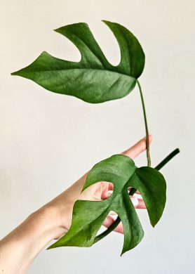 Raphidophora Tetrasperma/Monstera Minima