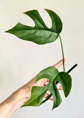 Raphidophora Tetrasperma/Monstera Minima