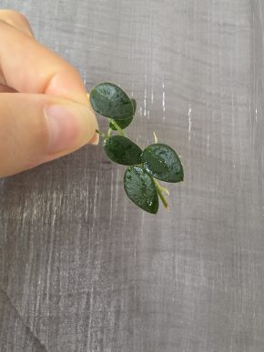 Hoya pulleana