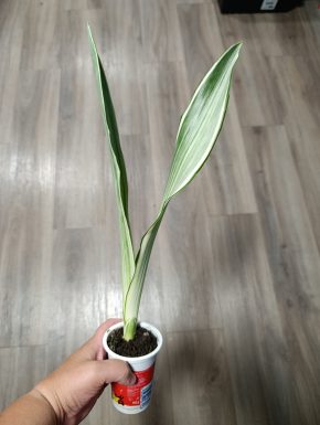 Sansevieria Metallica Silver Siam
