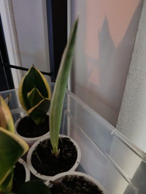 Sansevieria Metallica Silver Siam malá