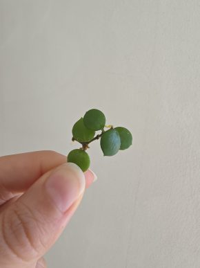 Hoya peltata - řízek