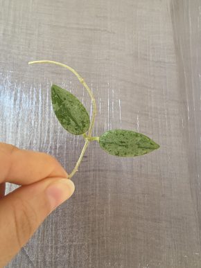 Hoya thomsonii 'spotted leaves'