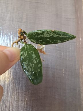 Hoya thomsonii 'spotted leaves'
