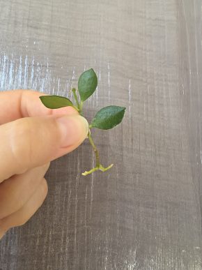 Hoya mamasa - řízek