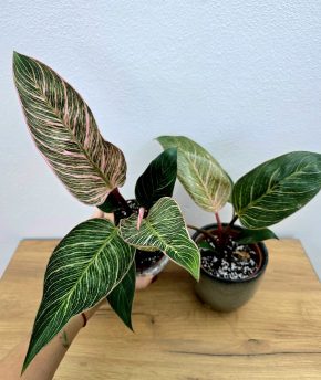 Philodendron Pink Birkin