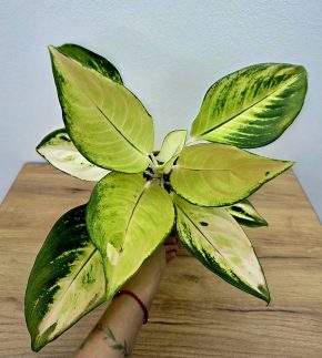 Aglaonema Gold