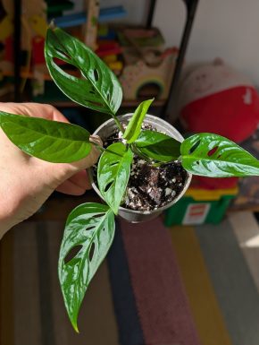 Monstera adansonii narrow form