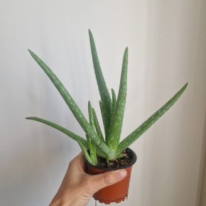 Aloe vera