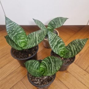 Sansevieria Green Hahnii