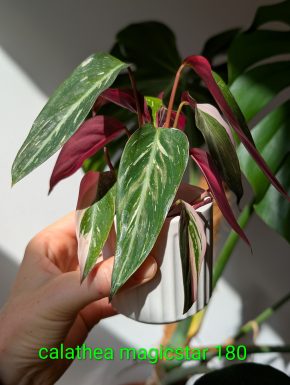 Calathea magicstar